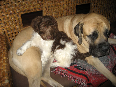 chewy-and-bailey.jpg